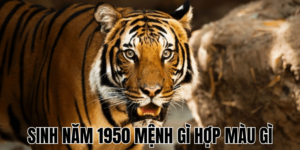 Sinh Năm 1950 Mệnh Gì Hợp Màu Gì
