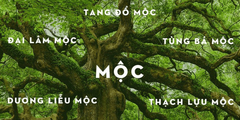 Sinh Năm 2011 Mệnh Gì Hợp Màu Gì - Lý Giải Tổng Quan Cung Mệnh 2 Sinh nam 2011 menh gi hop mau gi 1